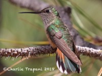 0J6A9712Broad-tailed_Hummingbird