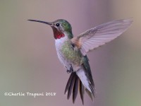 0J6A9771Broad-tailed_Hummingbird