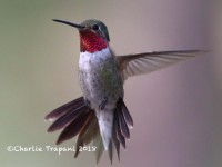 0J6A9787Broad-tailed_Hummingbird