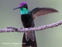 0J6A9802Mag_Hummingbird