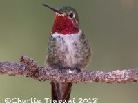 0J6A9835Broad-tailed_Hummingbird