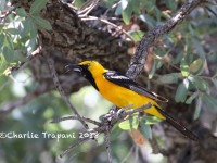 0J6A9895Hooded_oriole