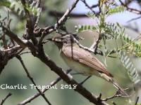 0J6A9939Warbling_Vireo