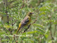 0J6A9960Scotts_Oriole