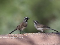 0J6A9985Black-chinned_Sparrows