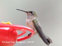 819A0370Calliope_Hummingbird