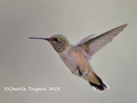 819A0375Calliope_Hummingbird