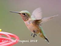 819A0396Calliope_Hummingbird