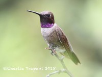 819A0466Black-chinned_Hummingbird