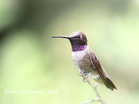 819A0470Black-chinned_Hummingbird