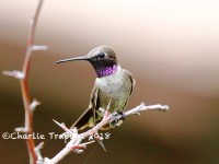 819A0475Black-chinned_Hummingbird