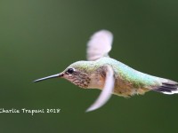 819A0546Calliope_Hummingbird