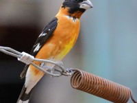 819A0605Black-headed_Grosbeak