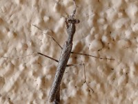 819A0748Mantis