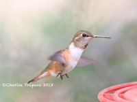 819A0798Female_Rufous_Hummingbird