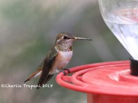 819A0800Rufous_Hummingbird