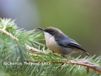 819A0870Pygmy_Nuthatch