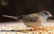 0J6A2164Dark-Eyed_Junco_Oregon