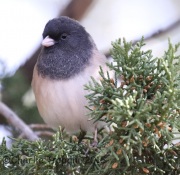 0J6A2188Dark-Eyed_Junco_Oregon