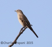 0J6A2247Townsend's_Solitaire