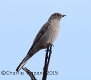 0J6A2268Townsend's_Solitaire