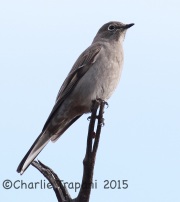 0J6A2283Townsend's_Solitaire