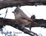 0J6A2286Juniper_Titmouse