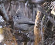 0J6A2297Juniper_Titmouse