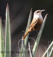 0J6A2328Canyon_Wren