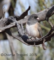 0J6A2348Dark-Eyed_Junco_Oregon
