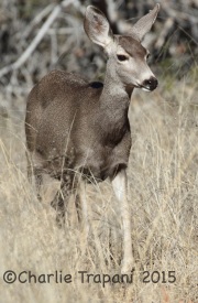 0J6A2380Mule_Deer