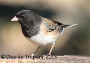 0J6A2429Dark-Eyed_Junco_Oregon