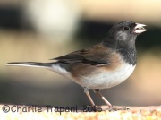 0J6A2435Dark-Eyed_Junco_Oregon
