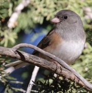 0J6A2450Dark-Eyed_Junco_Oregon