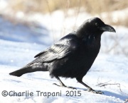 0J6A2697Common_Raven
