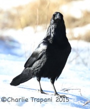 0J6A2706Common_Raven
