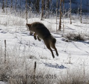 0J6A2741Coyote