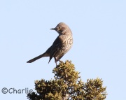 0J6A2832Sage_Thrasher