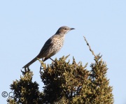 0J6A2844Sage_Thrasher