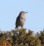 0J6A2879Sage_Thrasher