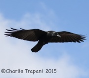 0J6A2888Common_Raven