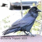 0J6A2901Common_Raven