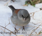 0J6A2926Dark-Eyed_Junco_Red-Backed