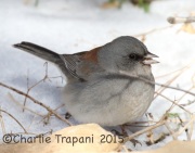 0J6A2949Dark-Eyed_Junco_Red-Backed