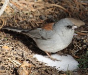 0J6A2969Dark-Eyed_Junco_Red-Backed