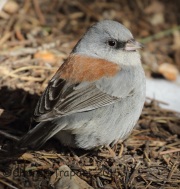 0J6A2983Dark-Eyed_Junco_Red-Backed