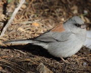 0J6A2993Dark-Eyed_Junco_Red-Backed