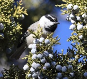 0J6A3057Mountain_Chickadee