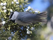 0J6A3067Mountain_Chickadee