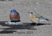 0J6A3154Western_Bluebirds